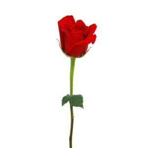 Rose Stabilizzate con Gambo-0